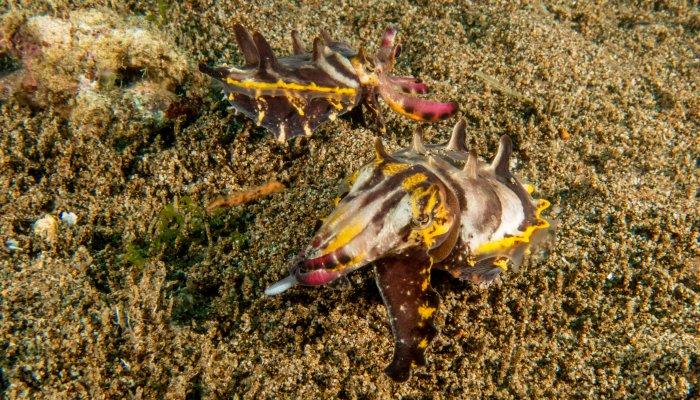 Flambouyant Cuttlefish Pair